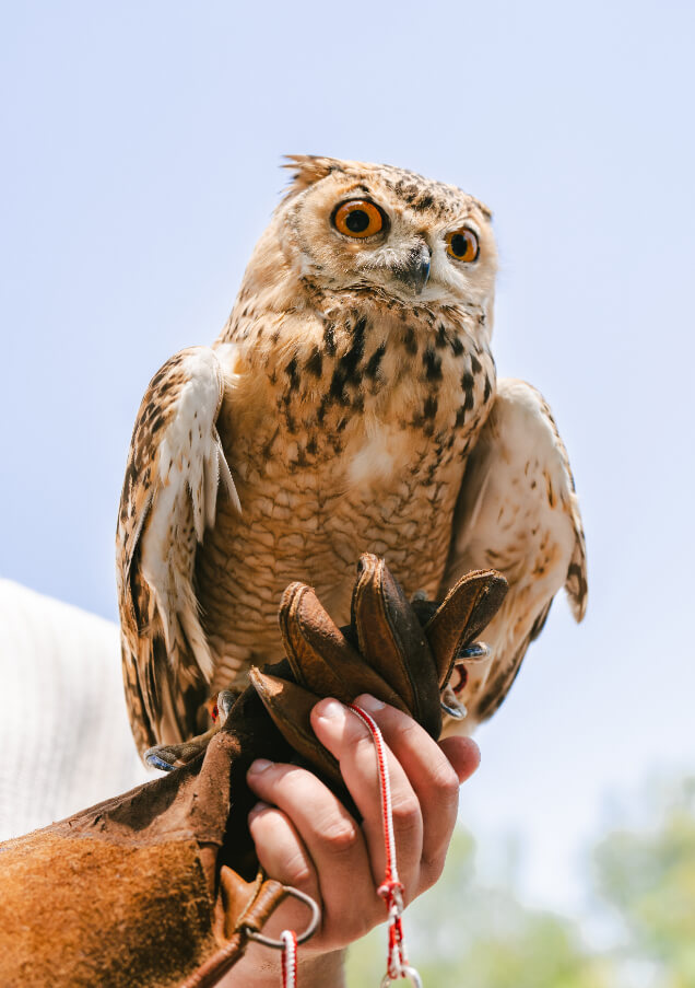 Animal Discovery Zone Bird Aviaries.jpg