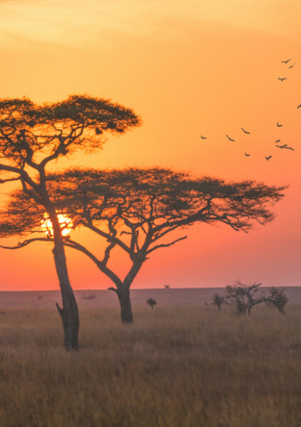 Serengetinationalparkjpg