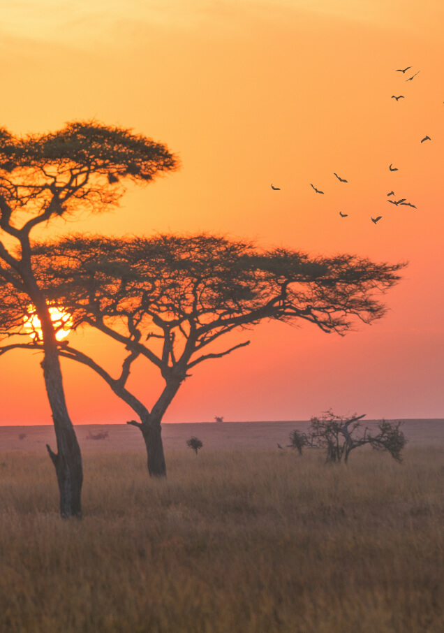 Serengetinationalparkjpg