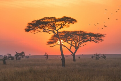 Serengetinationalparkjpg