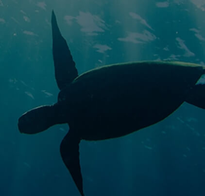 welcome-banner4-422X402